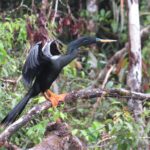 Anhinga about to take flight over the Cuyabeno River