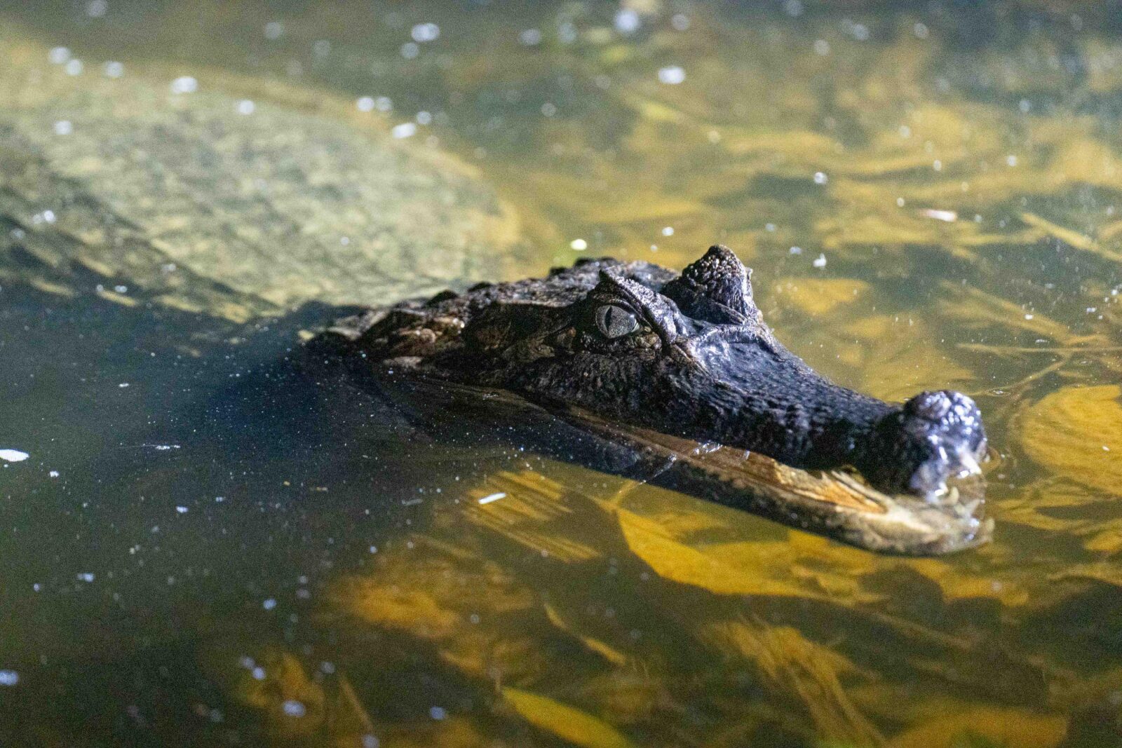 Black caiman floating in the waters of the Cuyabeno Reserve