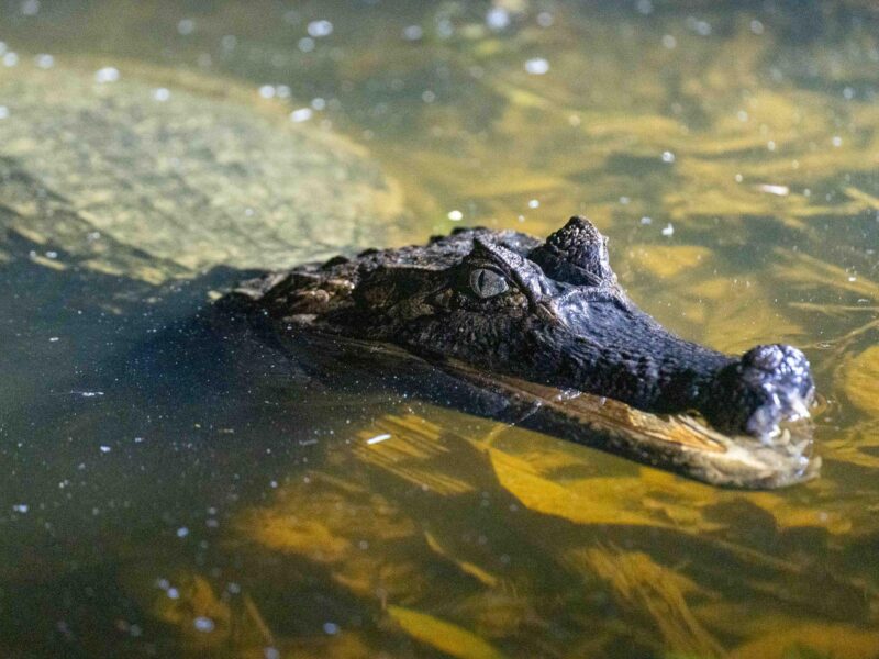 Black caiman floating in the waters of the Cuyabeno Reserve