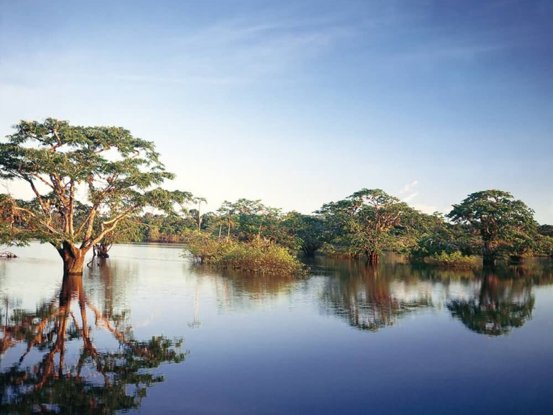 Flooded forest and mirror-like waters of the Laguna Grande, Cuyabeno