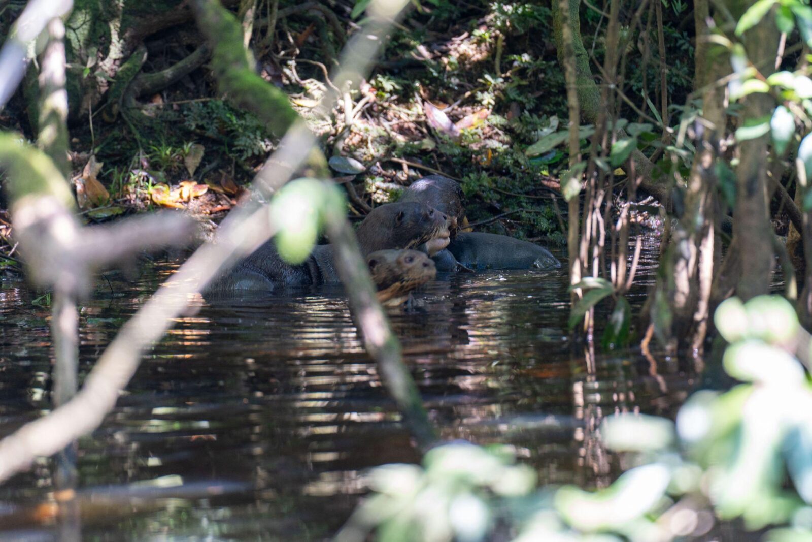 Family of giant otters in the dark waters of Cuyabeno