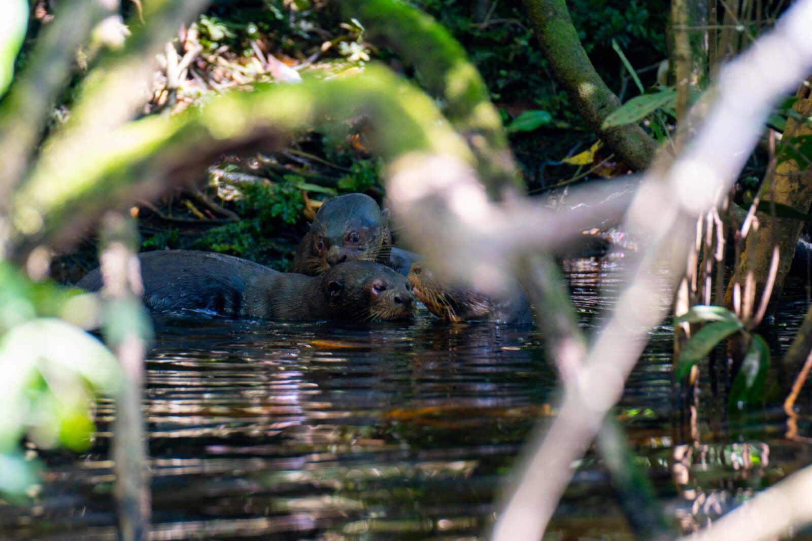 Giant otters swimming in a creek of the Cuyabeno Wildlife Reserve