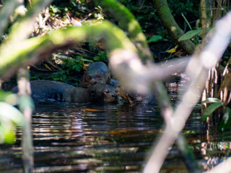 Giant otters swimming in a creek of the Cuyabeno Wildlife Reserve