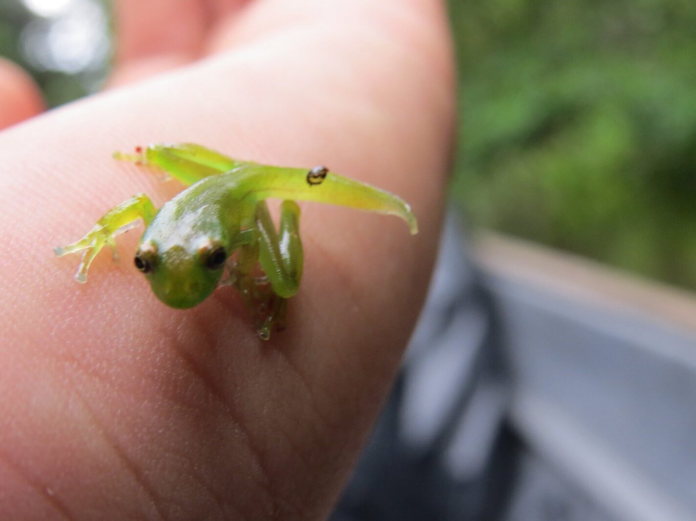 Tiny glass frog with transparent skin found in Cuyabeno