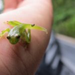 Tiny glass frog with transparent skin found in Cuyabeno