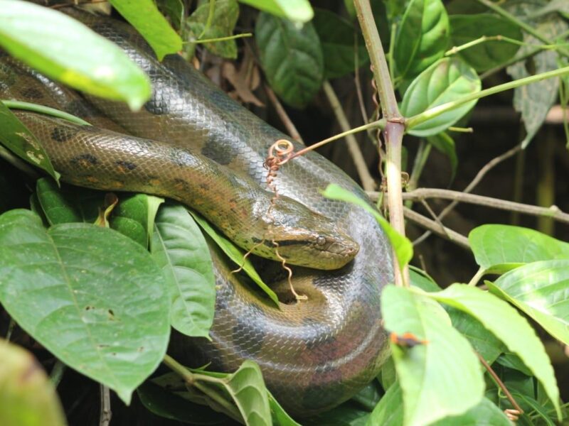 Green anaconda coiled in the vegetation of the Cuyabeno wetlands