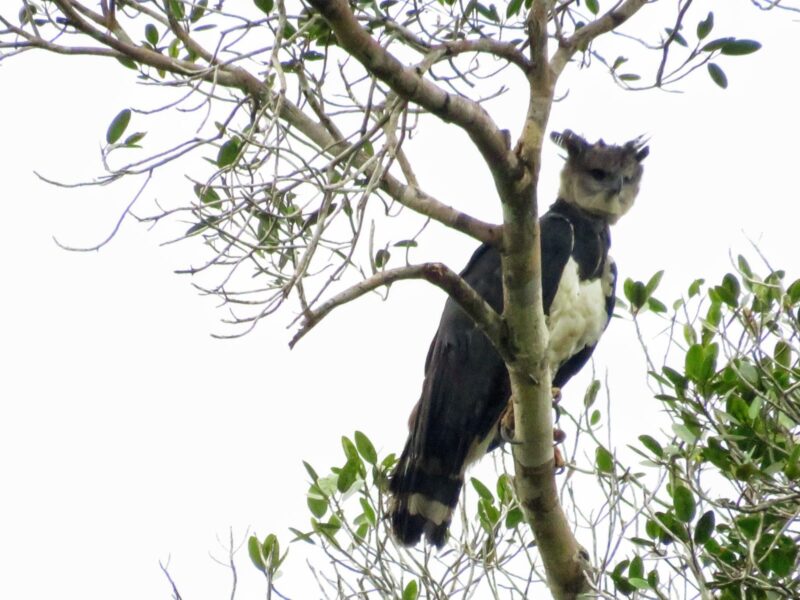 Harpy eagle perched high in the canopy of the Cuyabeno Reserve