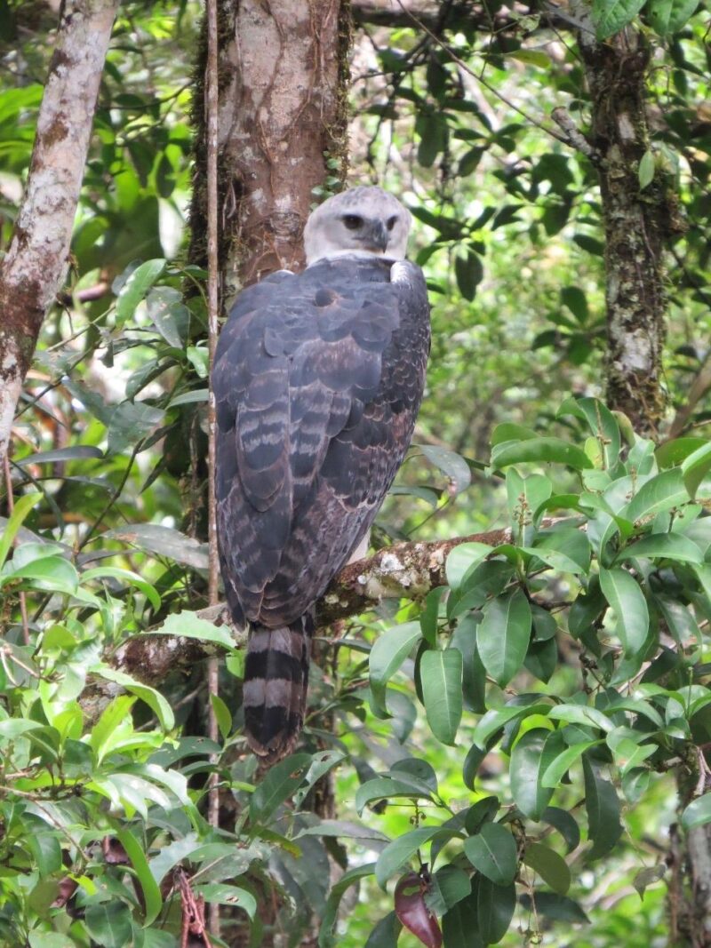 Harpy eagle watching from a branch in the Amazon rainforest