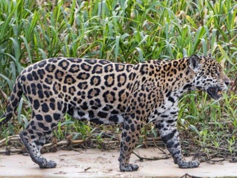 Jaguar walking along a riverbank in the Ecuadorian Amazon