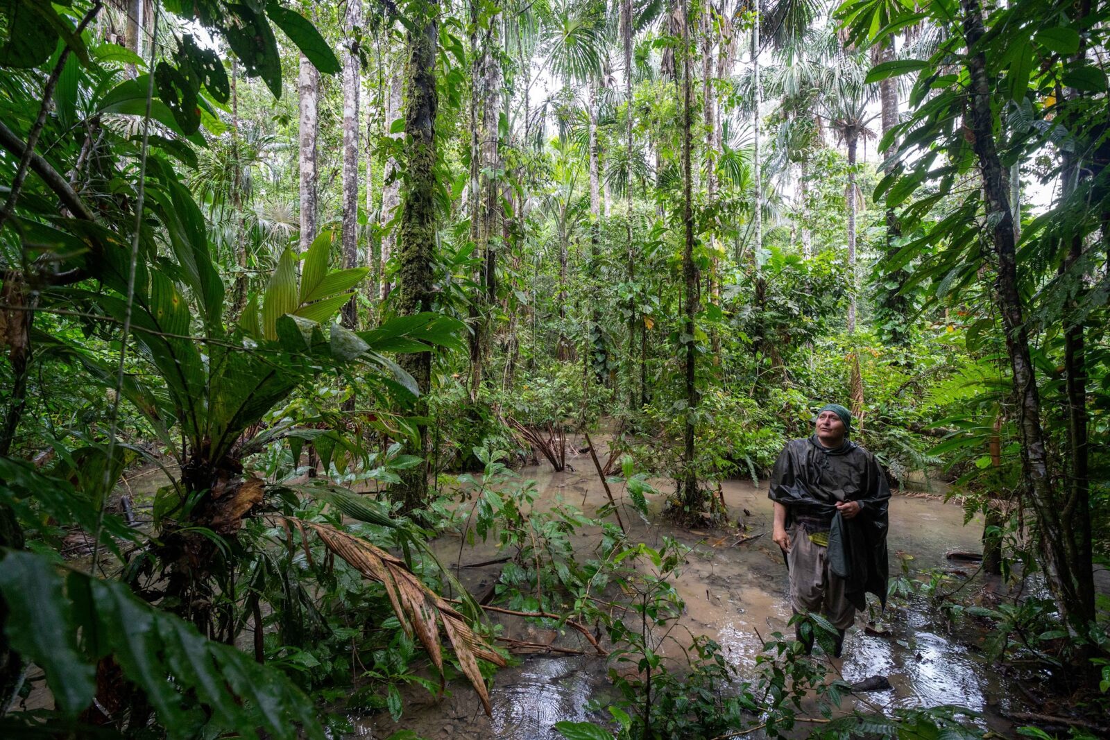 Guided walk through the flooded forest of Cuyabeno