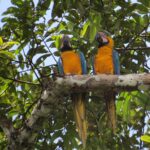 Blue-and-yellow macaws perched near Cuyabeno Dolphin Lodge