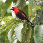 Masked crimson tanager among the leaves in Cuyabeno