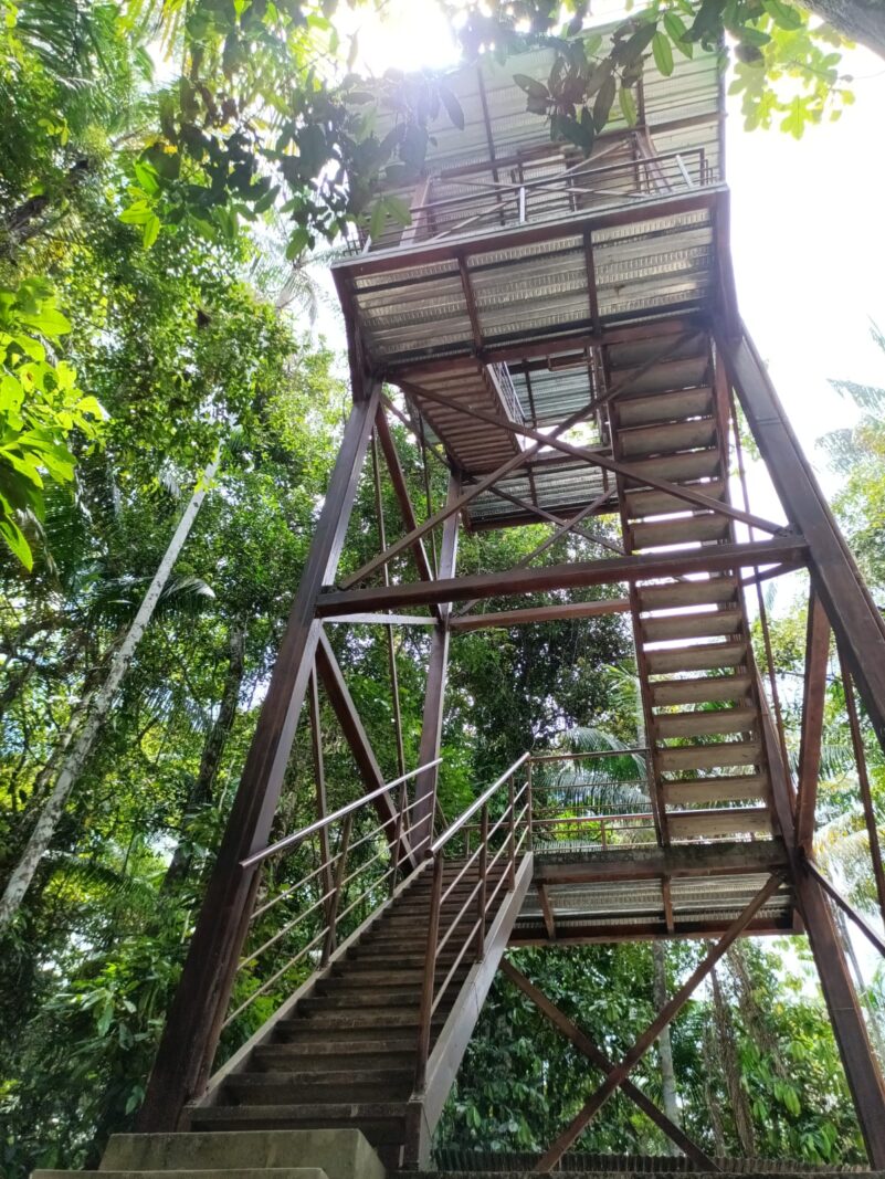 The observation tower at Cuyabeno Dolphin Lodge, seen from the forest floor