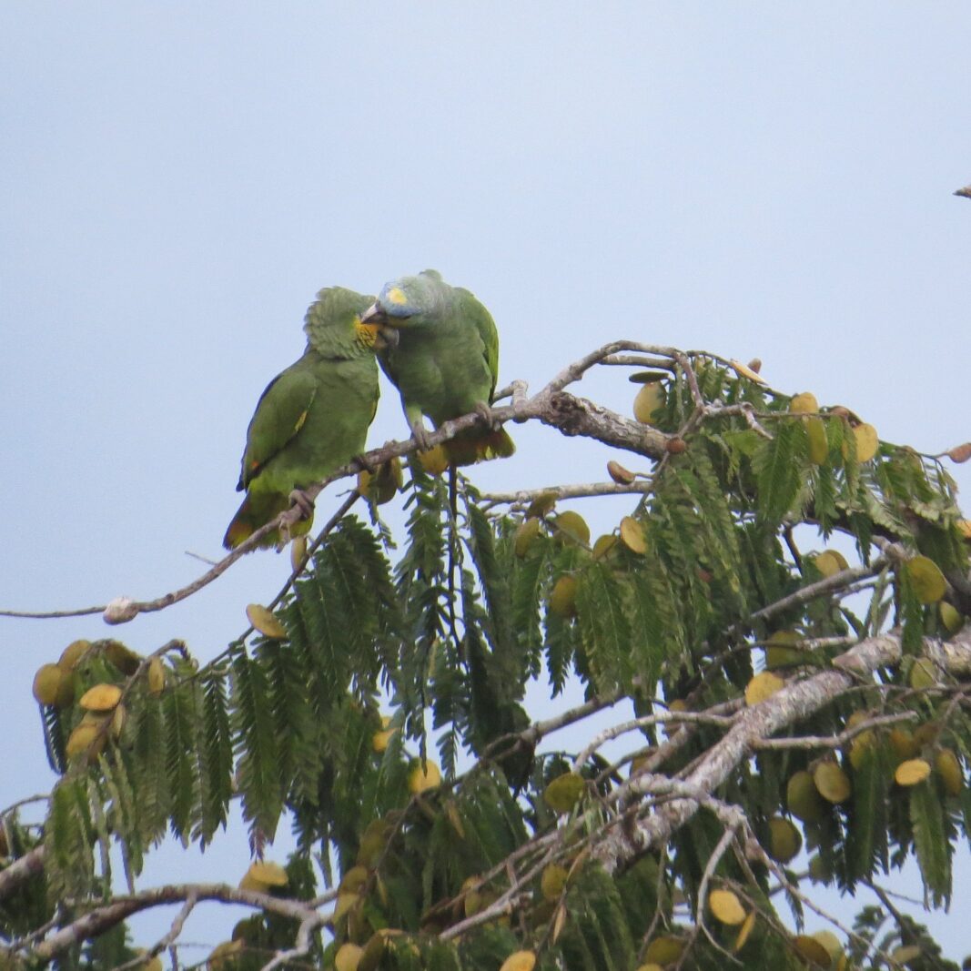 Parrots feeding on a tree in front of Cuyabeno Dolphin Lodge