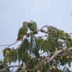 Parrots feeding on a tree in front of Cuyabeno Dolphin Lodge