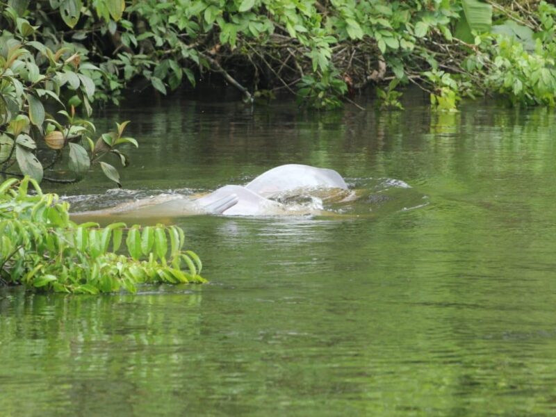 Pink river dolphin swimming among the flooded vegetation in Cuyabeno