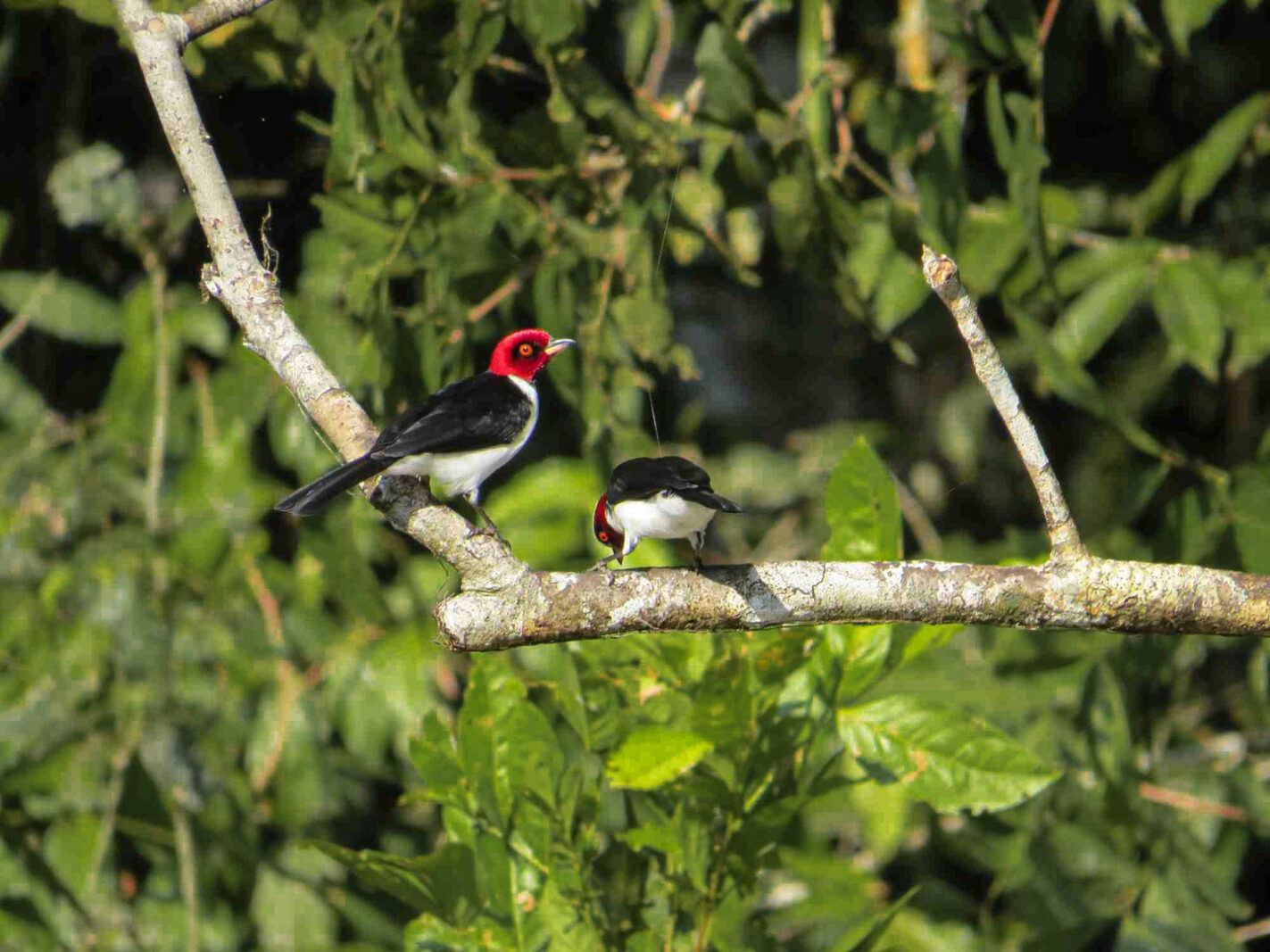 Red-capped cardinal perched on a branch in the Cuyabeno Wildlife Reserve