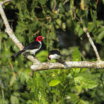 Red-capped cardinal perched on a branch in the Cuyabeno Wildlife Reserve