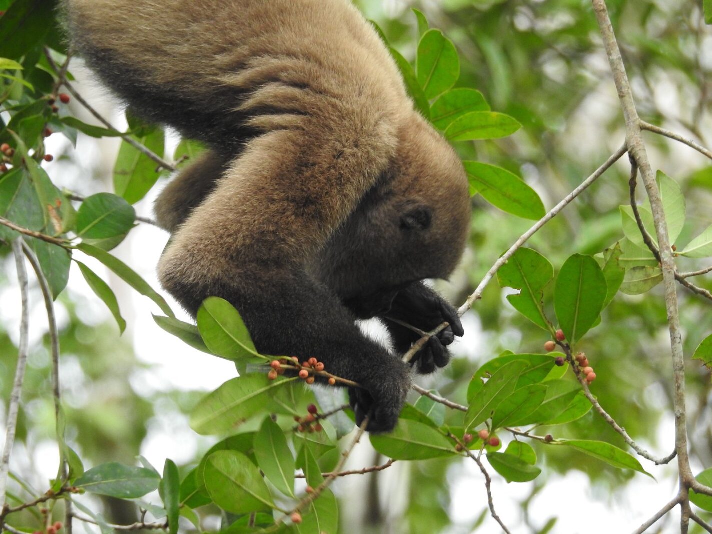 Woolly monkey feeding in the canopy of the Cuyabeno Wildlife Reserve