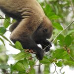 Woolly monkey feeding in the canopy of the Cuyabeno Wildlife Reserve