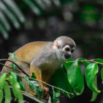 Squirrel monkey in the rainforest canopy near Cuyabeno Dolphin Lodge