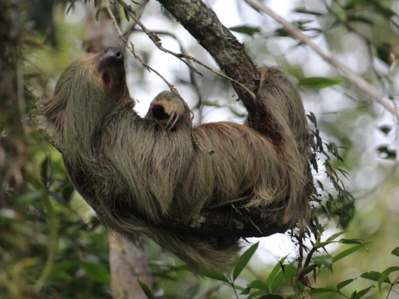 Three-toed sloth with its baby hanging from a branch in Cuyabeno