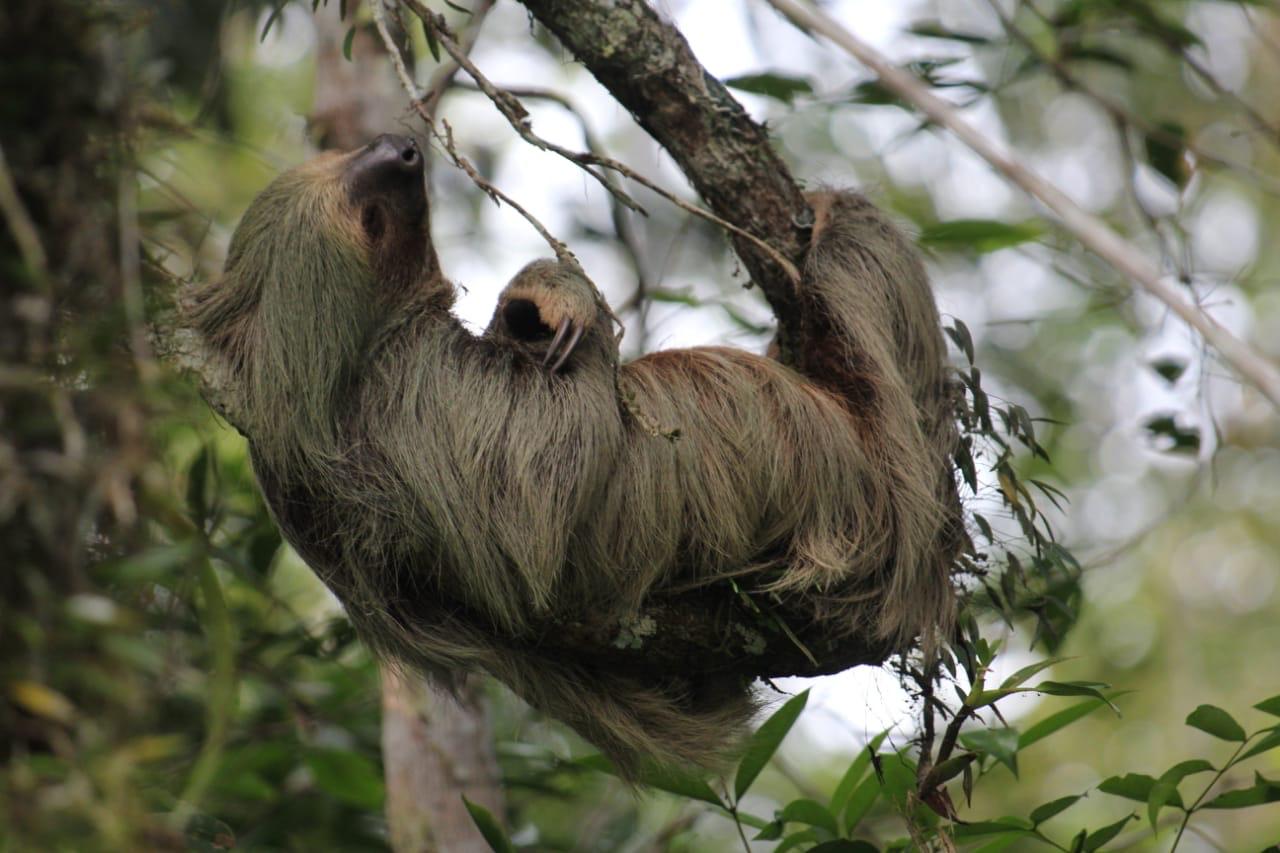 Three-toed sloth with its baby hanging from a branch in Cuyabeno