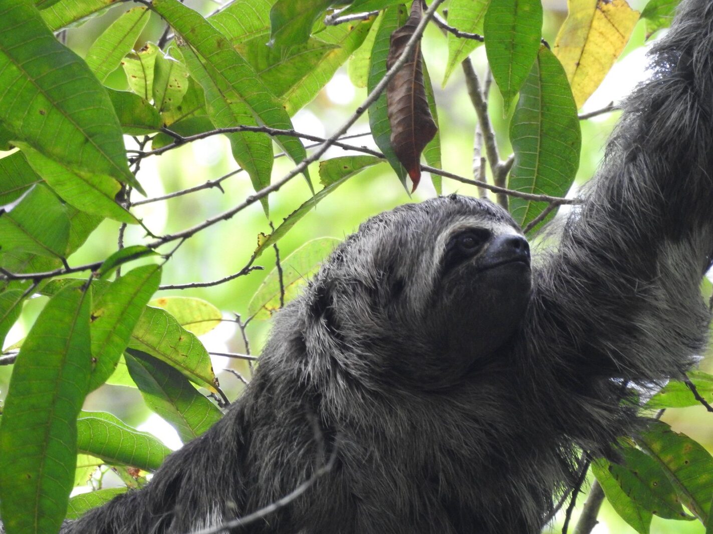 Three-toed sloth hanging in the trees of the Cuyabeno Wildlife Reserve